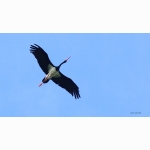 Schwarzstorch 20170506 Schwarzst SC09174 (1).jpg